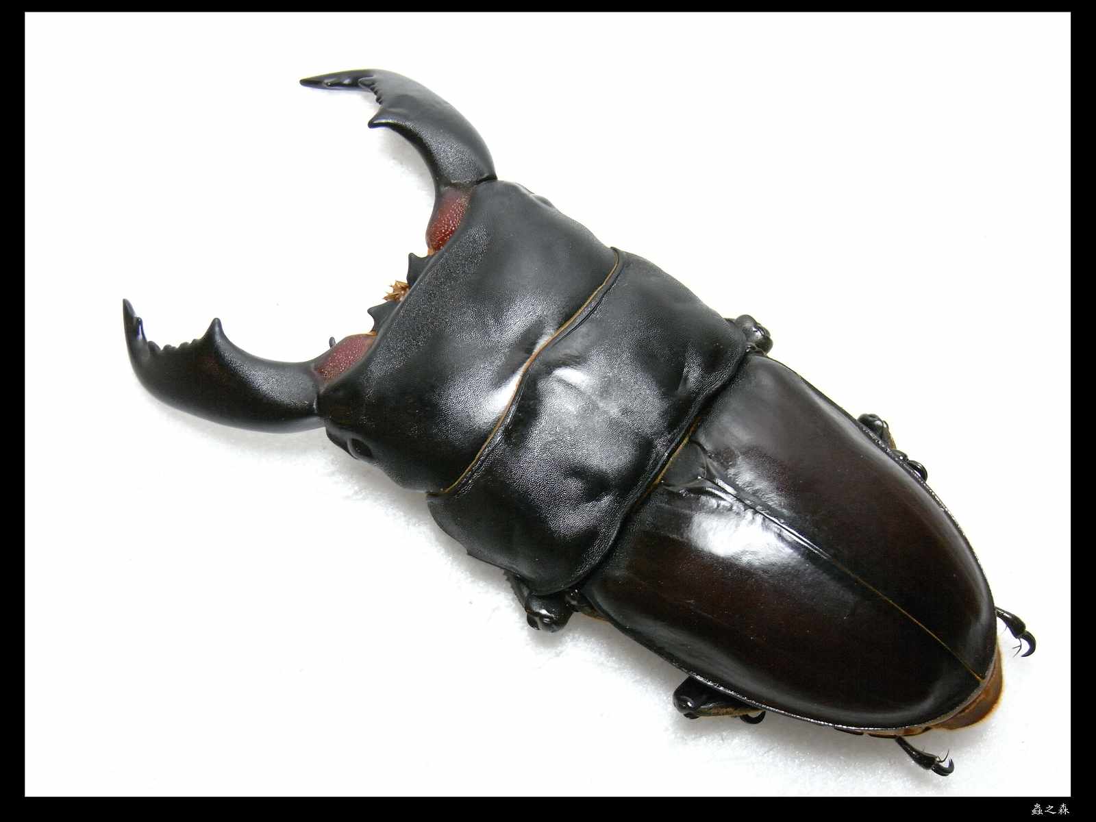 按此在新視窗瀏覽圖片