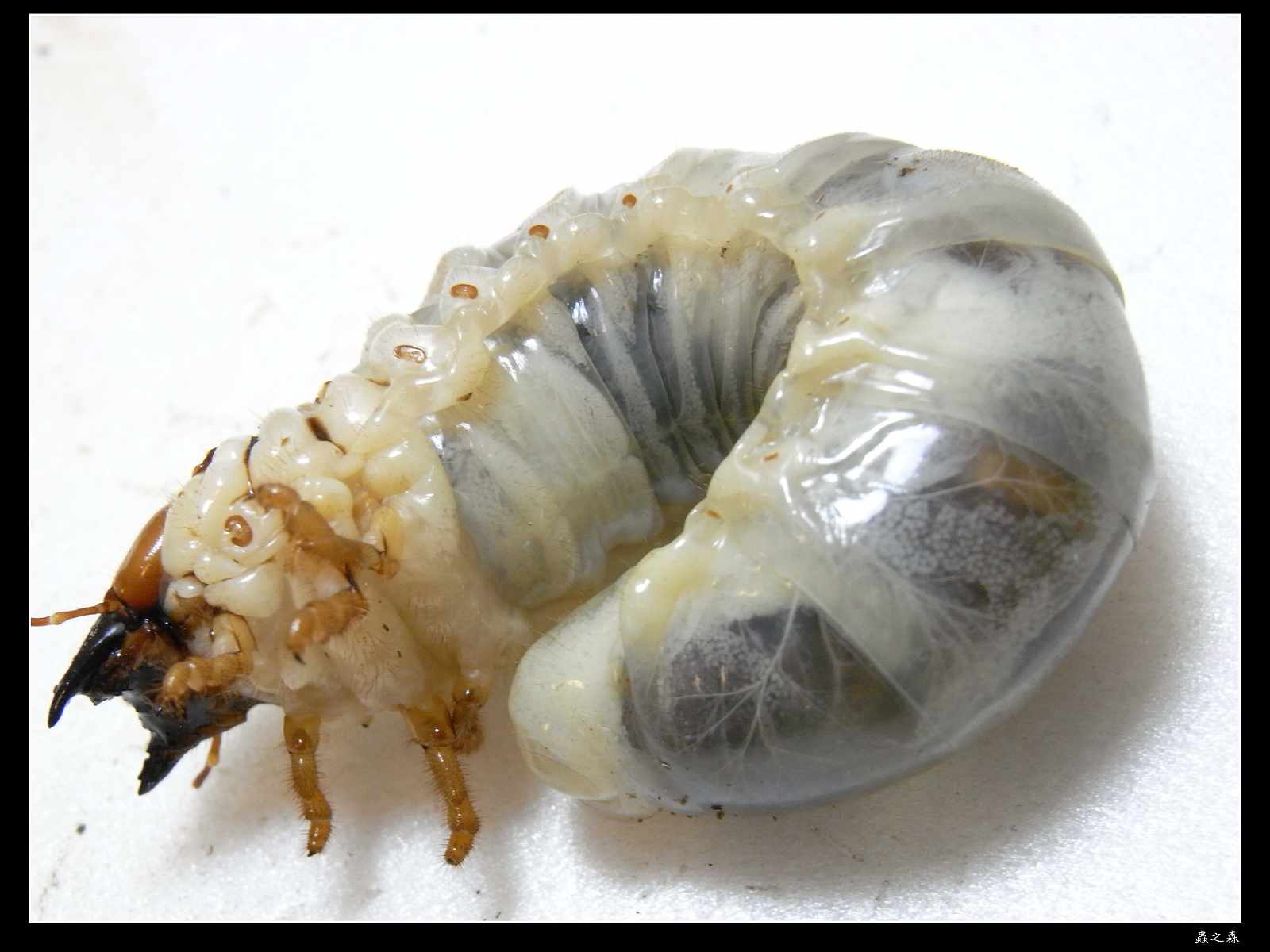 按此在新視窗瀏覽圖片