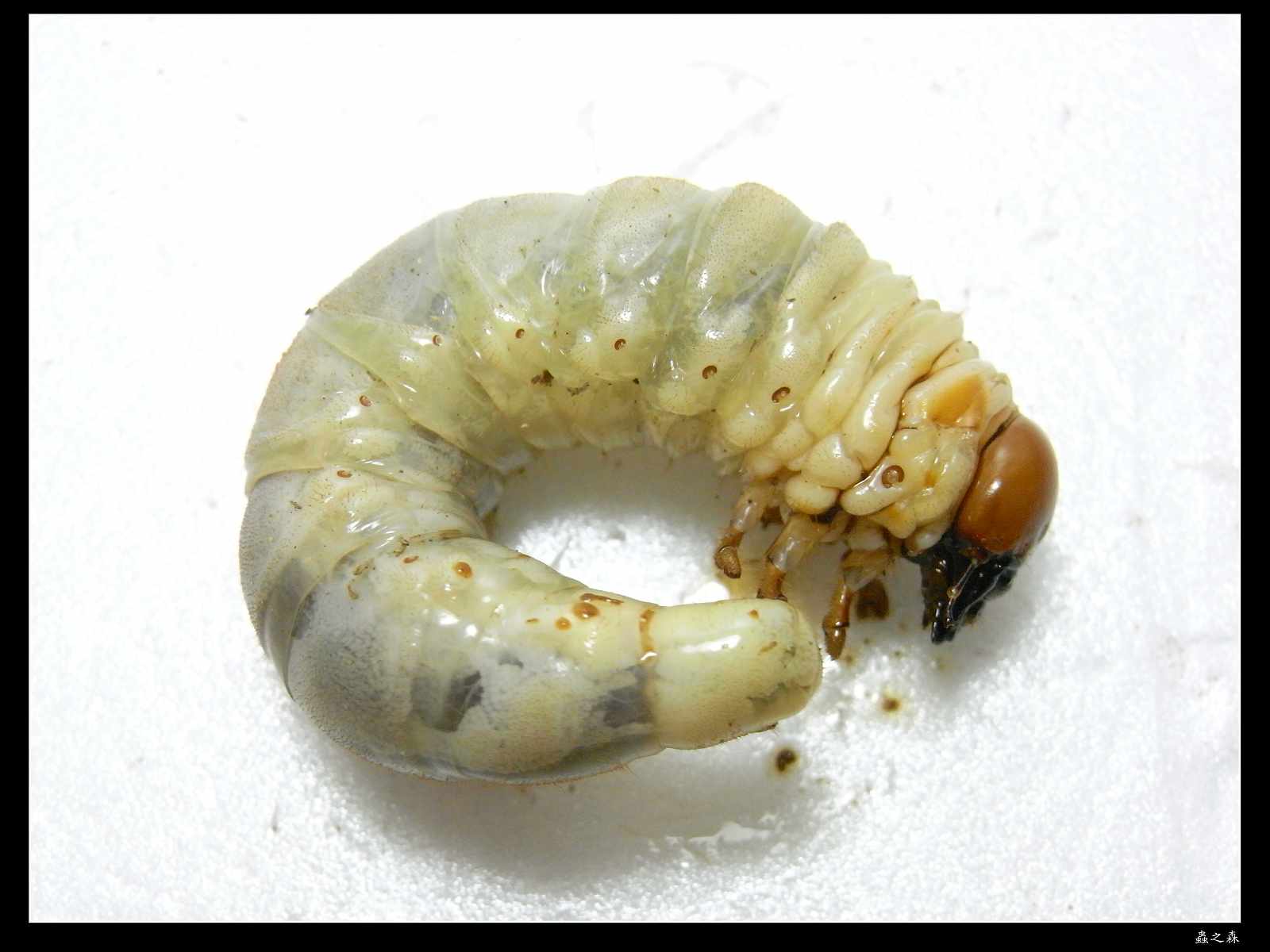 按此在新視窗瀏覽圖片