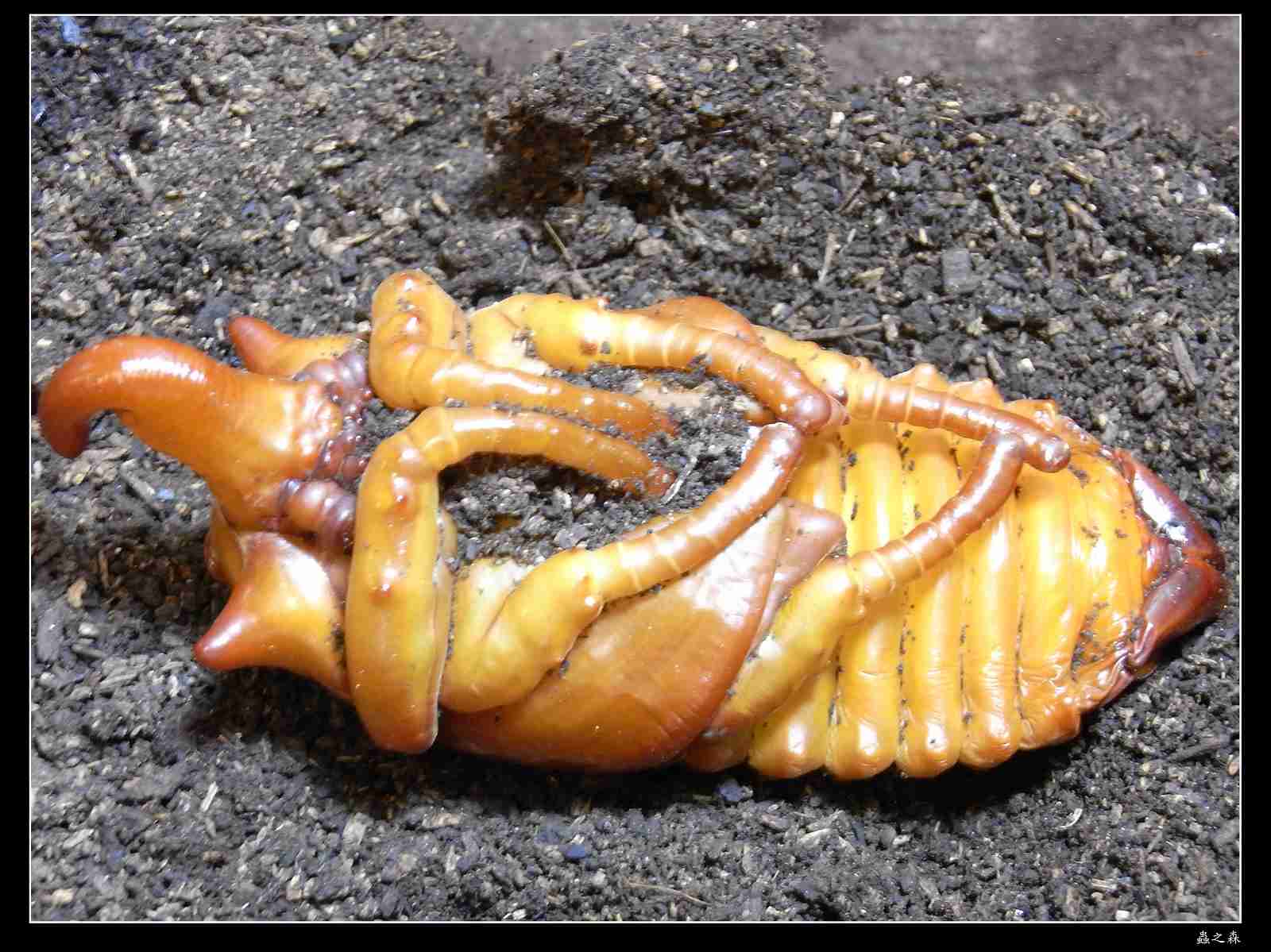 按此在新視窗瀏覽圖片