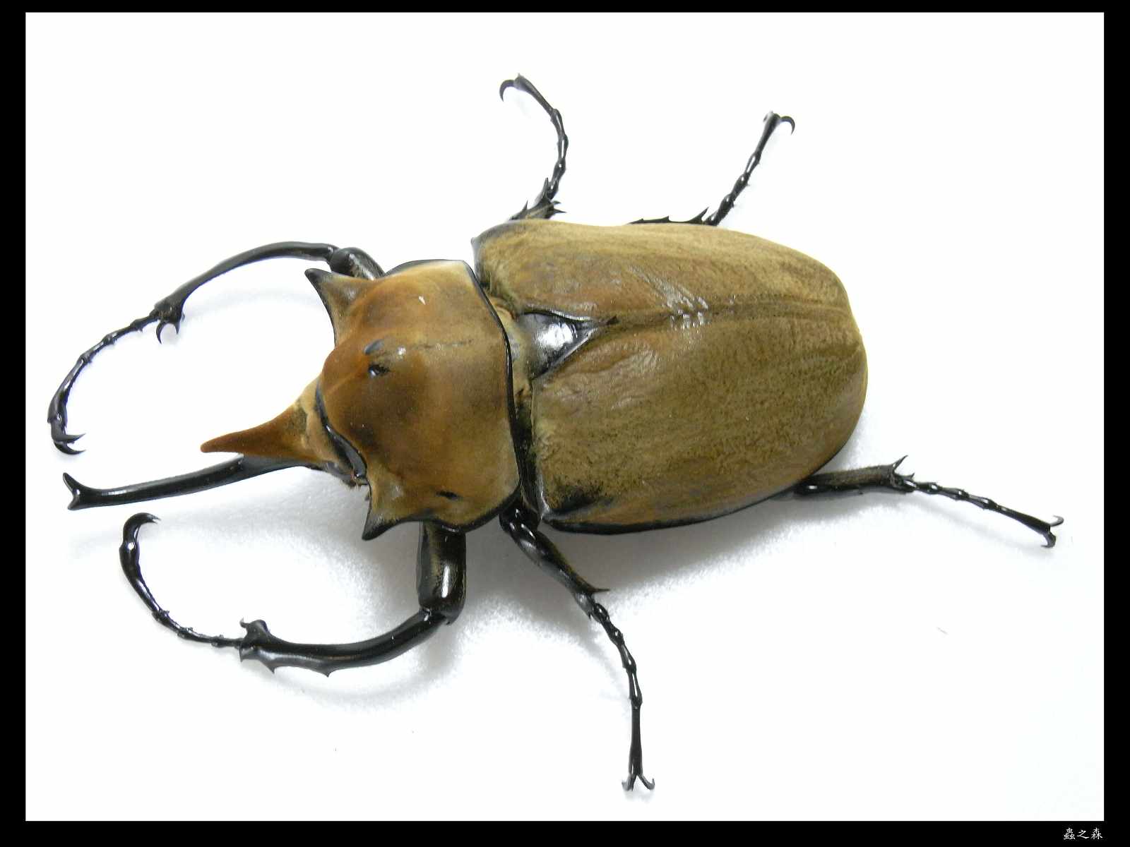 按此在新視窗瀏覽圖片