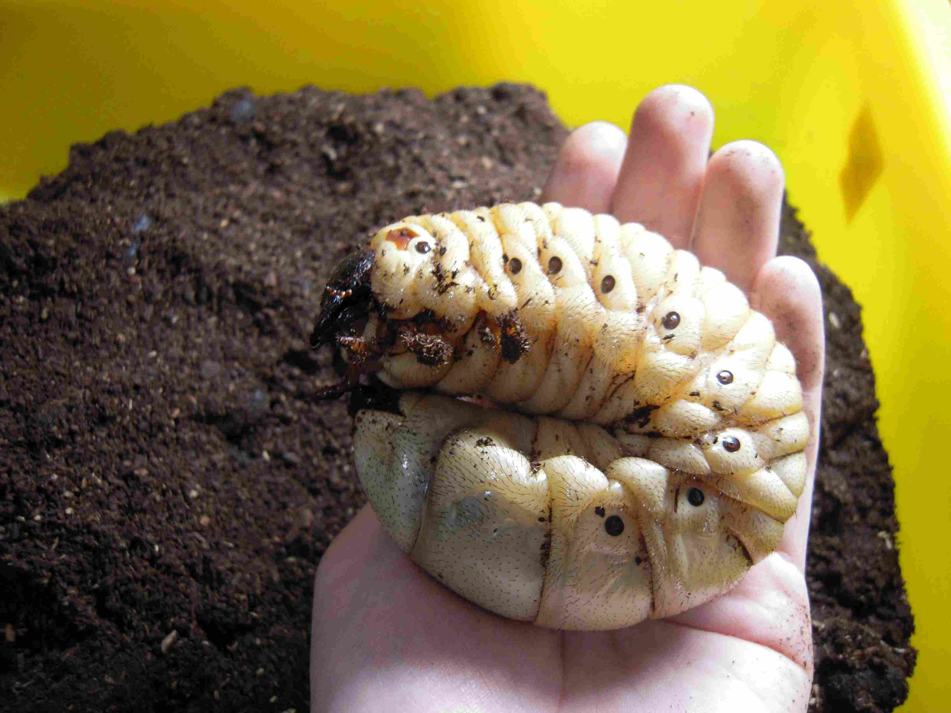 按此在新視窗瀏覽圖片