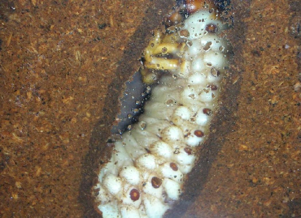 按此在新視窗瀏覽圖片