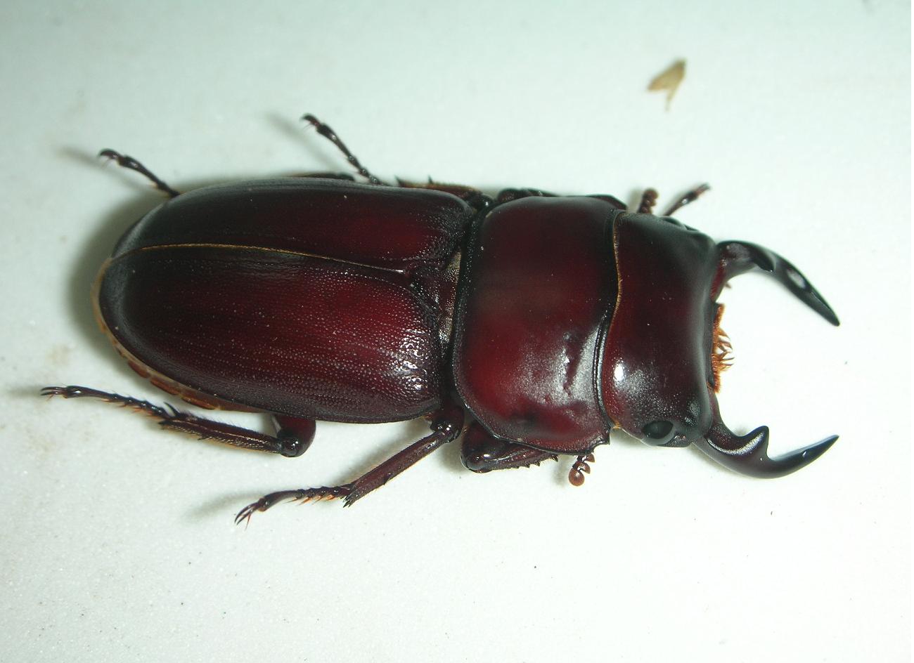 按此在新視窗瀏覽圖片