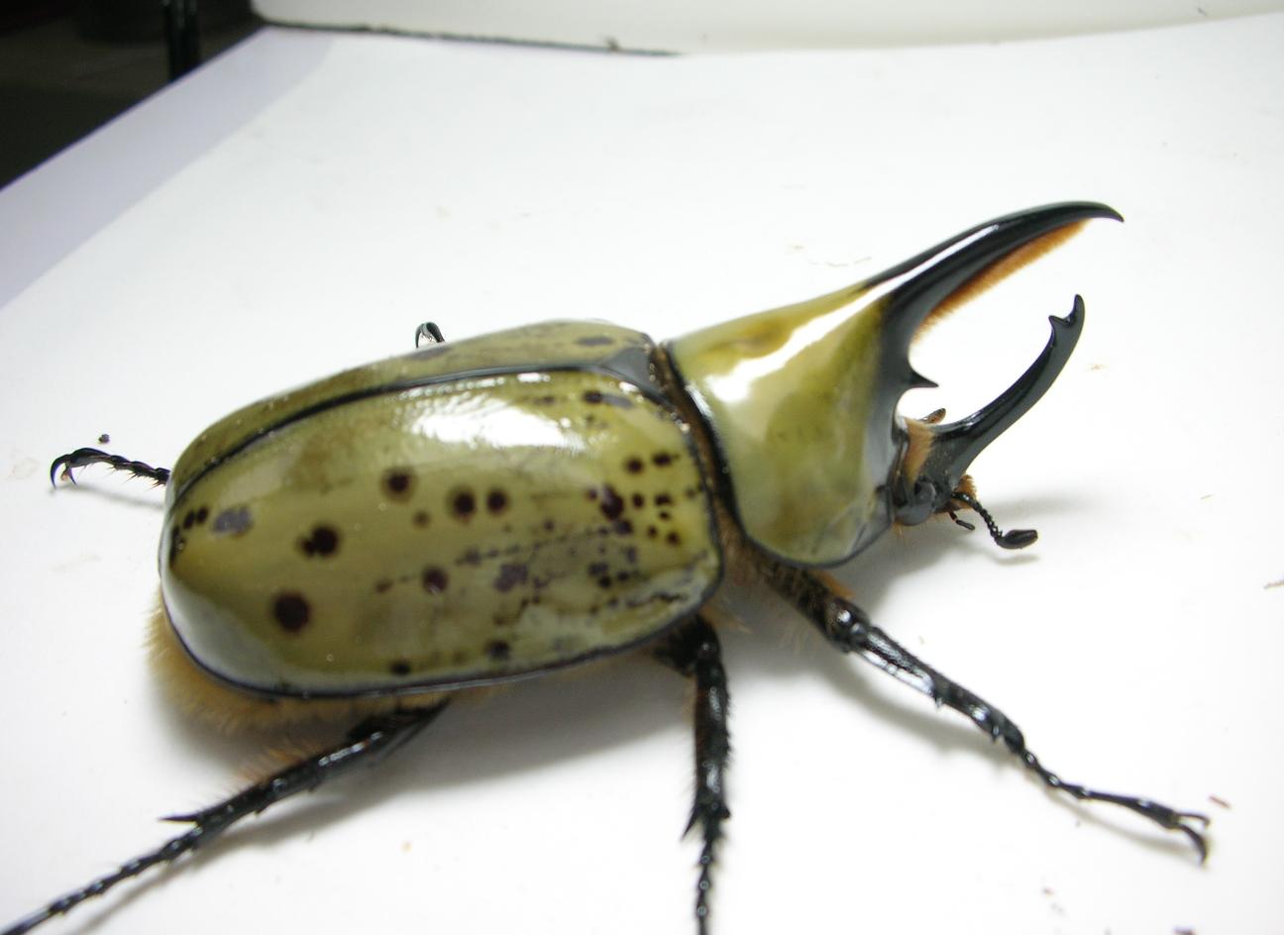 按此在新視窗瀏覽圖片