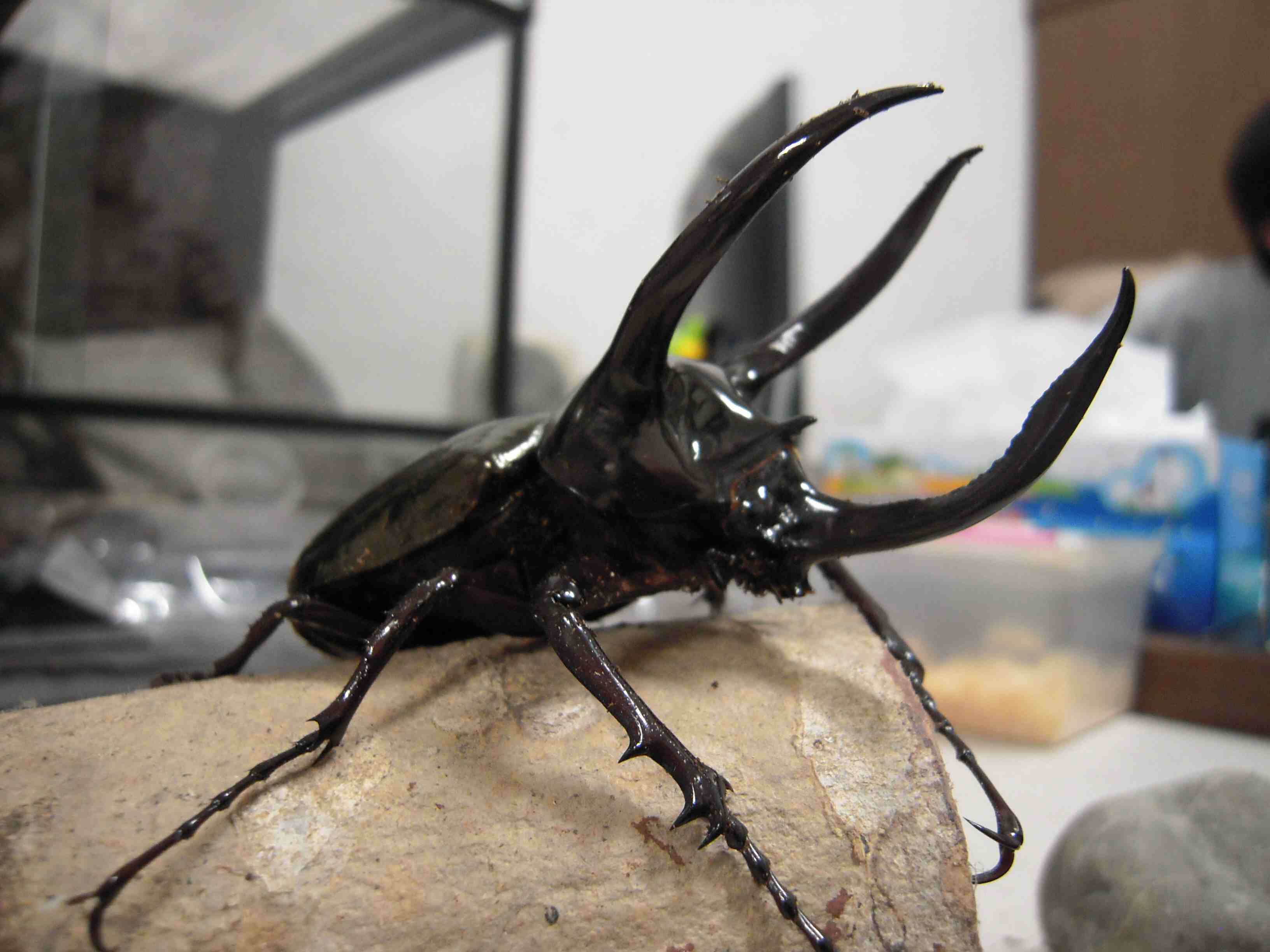 按此在新視窗瀏覽圖片