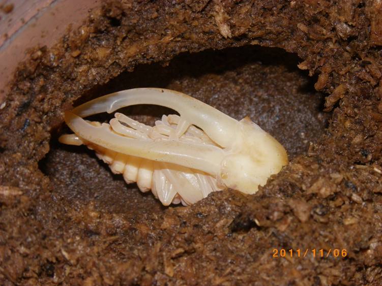 «ö¦¹¦b·sµøµ¡ÂsÄý¹Ï¤ù