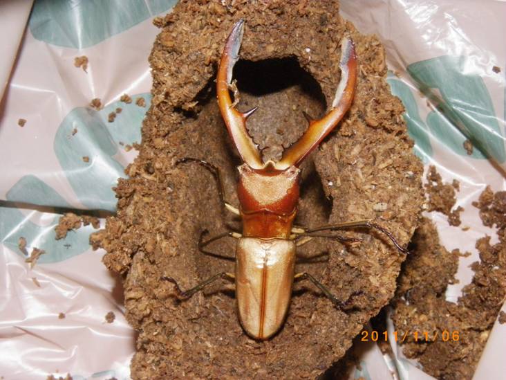 «ö¦¹¦b·sµøµ¡ÂsÄý¹Ï¤ù