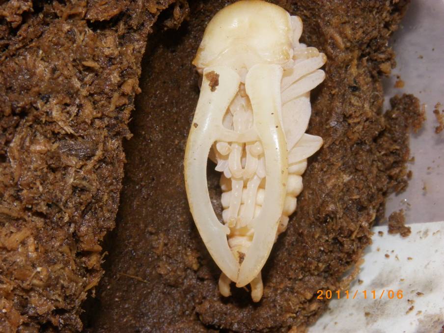 «ö¦¹¦b·sµøµ¡ÂsÄý¹Ï¤ù