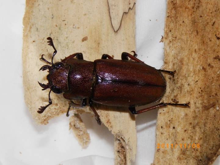 «ö¦¹¦b·sµøµ¡ÂsÄý¹Ï¤ù