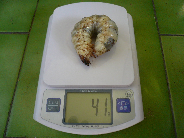 按此在新視窗瀏覽圖片