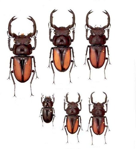 按此在新視窗瀏覽圖片