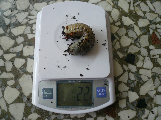 按此在新視窗瀏覽圖片