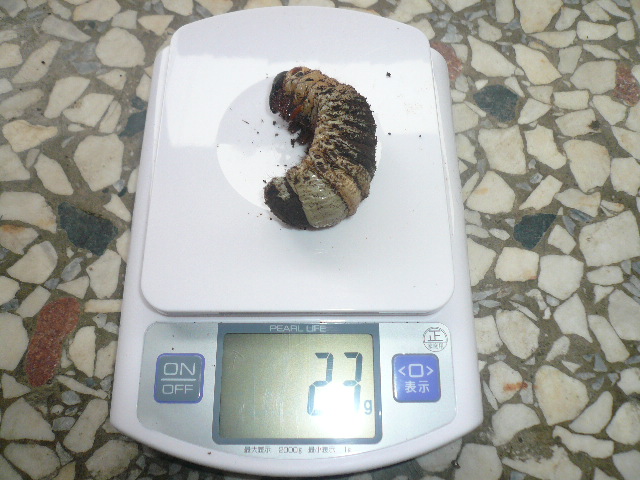 按此在新視窗瀏覽圖片