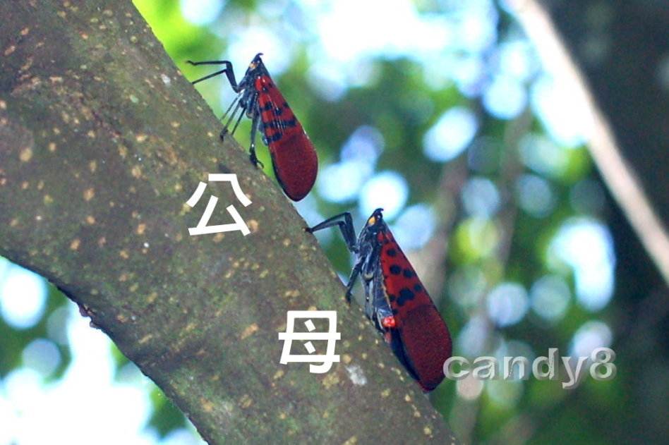 按此在新視窗瀏覽圖片