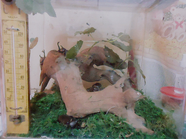 按此在新視窗瀏覽圖片