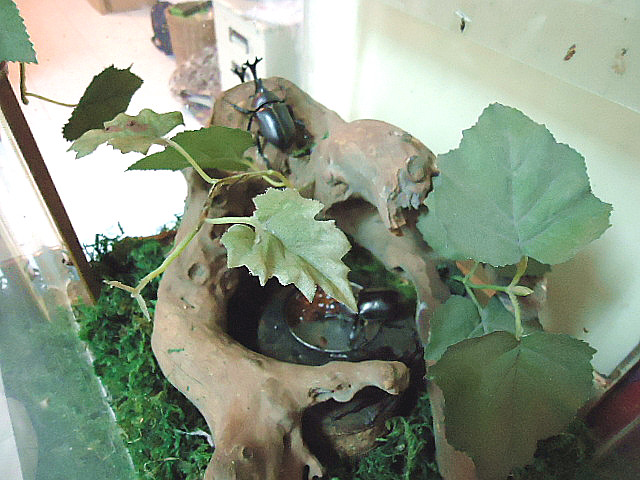 按此在新視窗瀏覽圖片