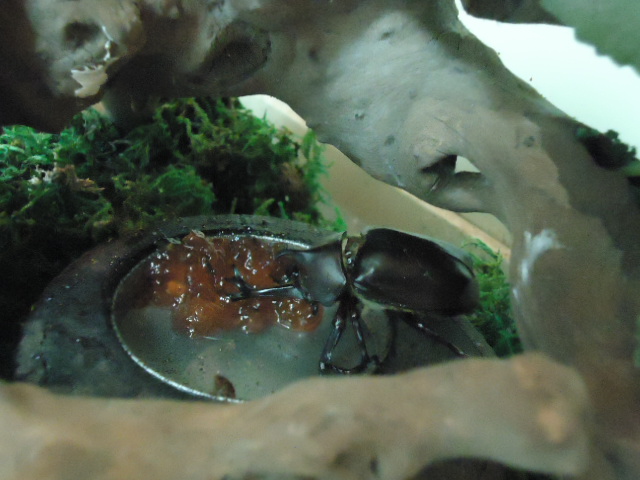 按此在新視窗瀏覽圖片