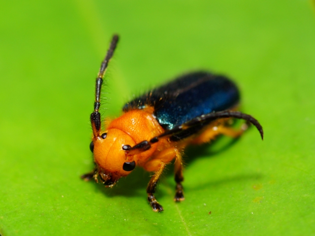 «ö¦¹¦b·sµøµ¡ÂsÄý¹Ï¤ù