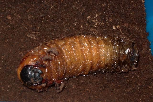 按此在新視窗瀏覽圖片