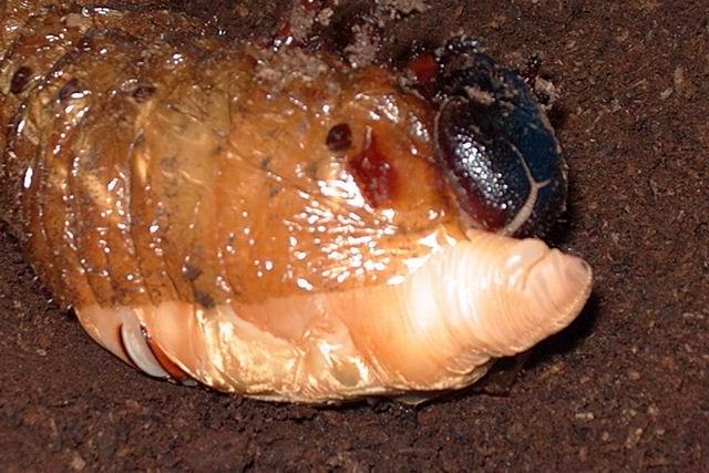 按此在新視窗瀏覽圖片