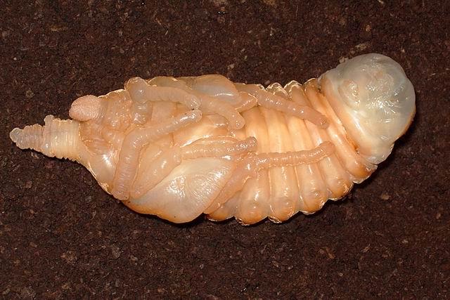 按此在新視窗瀏覽圖片