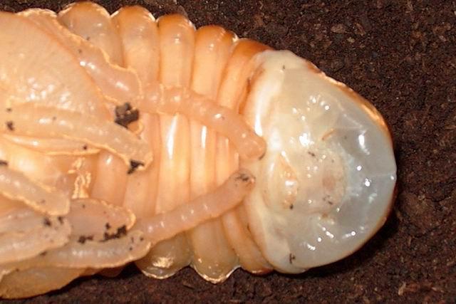 按此在新視窗瀏覽圖片