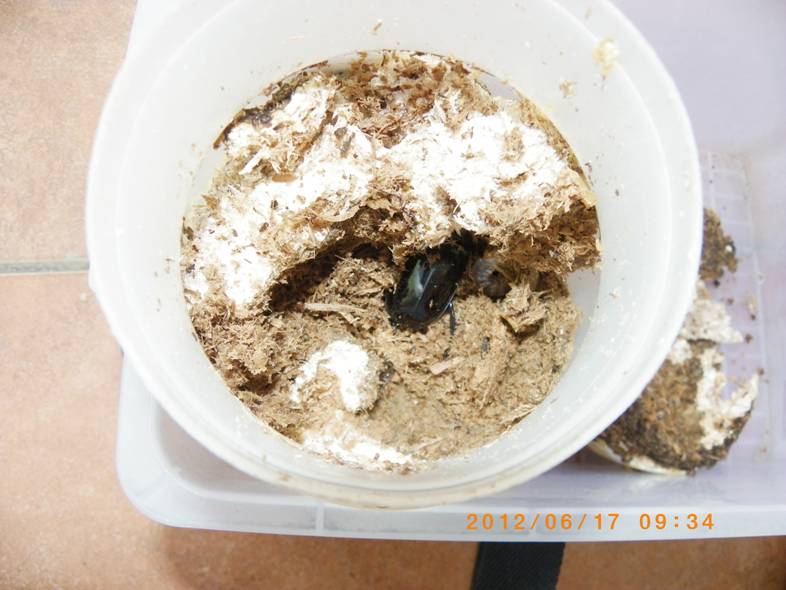 按此在新視窗瀏覽圖片