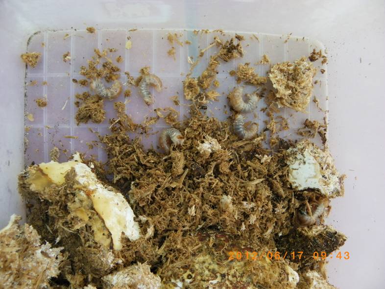 按此在新視窗瀏覽圖片