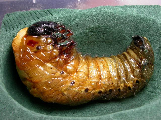 按此在新視窗瀏覽圖片