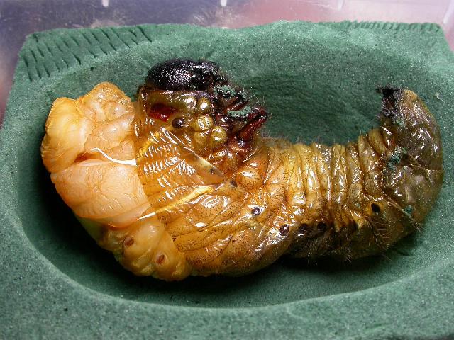 按此在新視窗瀏覽圖片