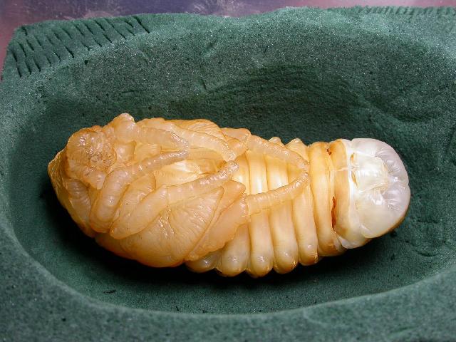 按此在新視窗瀏覽圖片