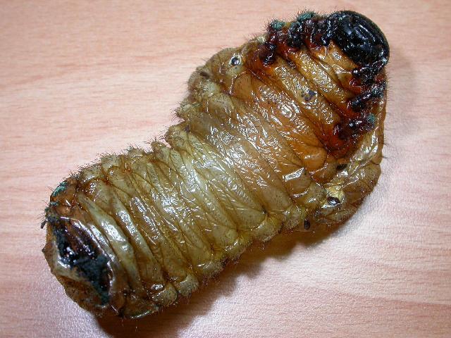 按此在新視窗瀏覽圖片