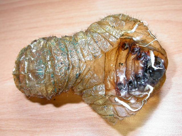 按此在新視窗瀏覽圖片