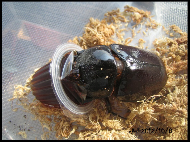 按此在新視窗瀏覽圖片