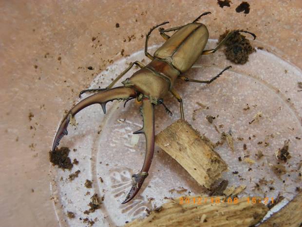 按此在新視窗瀏覽圖片