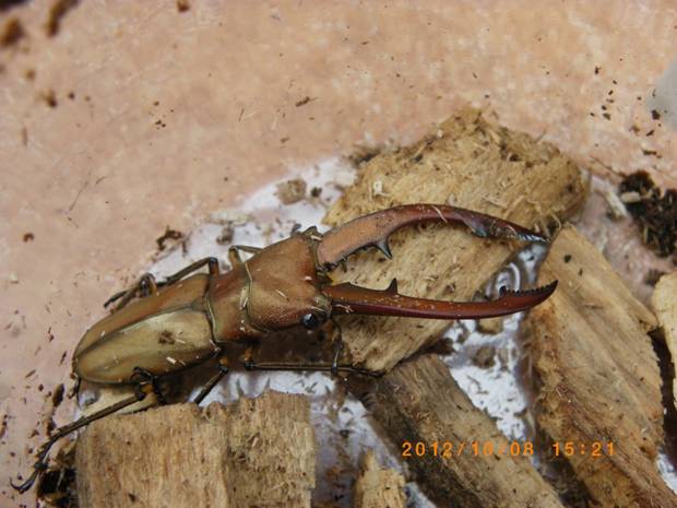 按此在新視窗瀏覽圖片