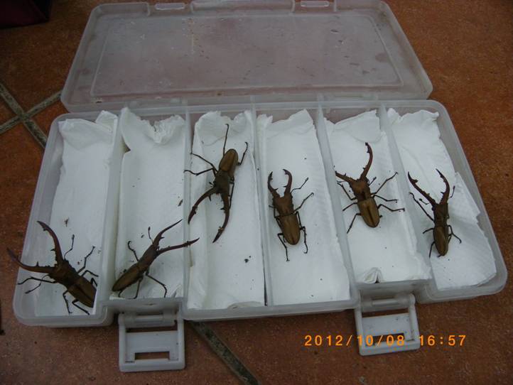 按此在新視窗瀏覽圖片