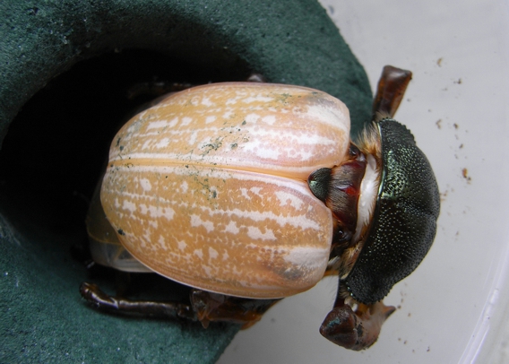 按此在新視窗瀏覽圖片