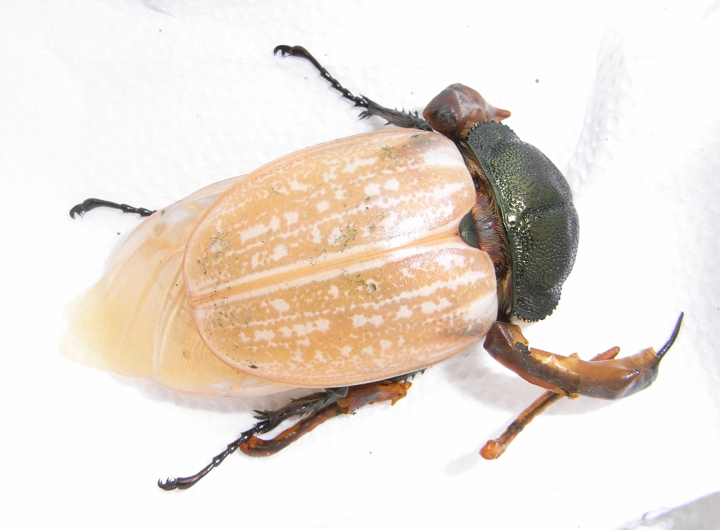 按此在新視窗瀏覽圖片