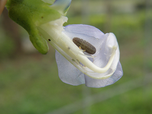 «ö¦¹¦b·sµøµ¡ÂsÄý¹Ï¤ù