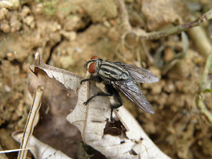 «ö¦¹¦b·sµøµ¡ÂsÄý¹Ï¤ù