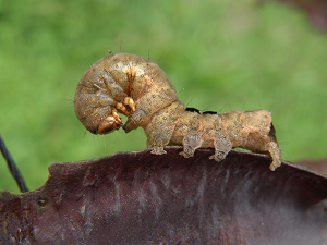 «ö¦¹¦b·sµøµ¡ÂsÄý¹Ï¤ù