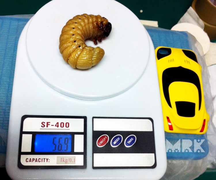 按此在新視窗瀏覽圖片