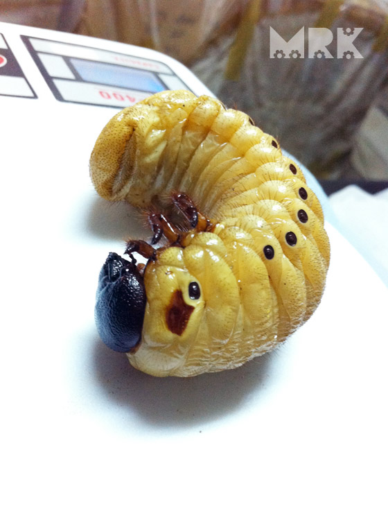 按此在新視窗瀏覽圖片