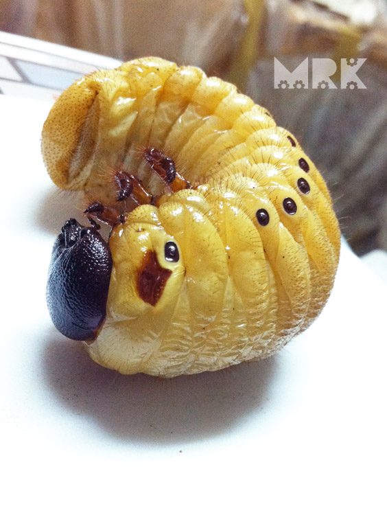 按此在新視窗瀏覽圖片