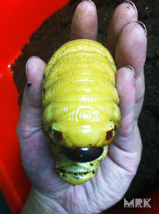 按此在新視窗瀏覽圖片