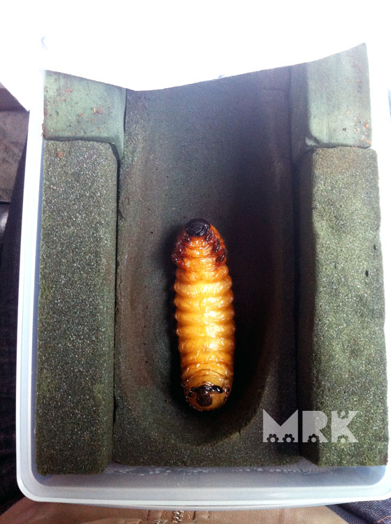 按此在新視窗瀏覽圖片