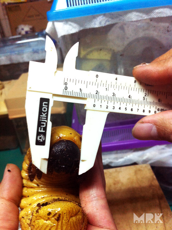 按此在新視窗瀏覽圖片