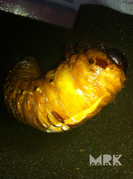 按此在新視窗瀏覽圖片